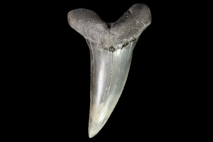 Fossil Shortfin Mako Shark Tooth - Georgia #75275